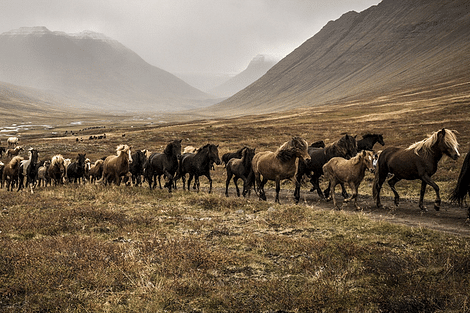 Riding with the herd up in Iceland´s north