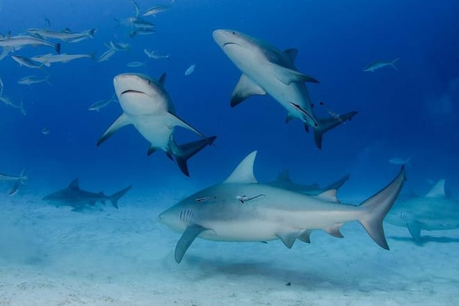 Bull Sharks Discovery Diving Tour from Cancun and Riviera Maya photo 4