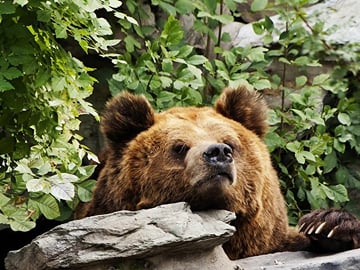 Beijing Zoo Entry Pass with Giant Panda Pavilion Access