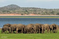 Sigiriya & Minneriya Safari Tour from Kandy 10