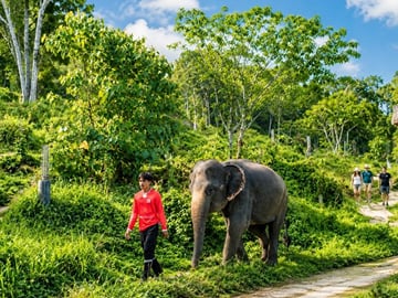 Elephant Sanctuary Small Group Tour in Phuket