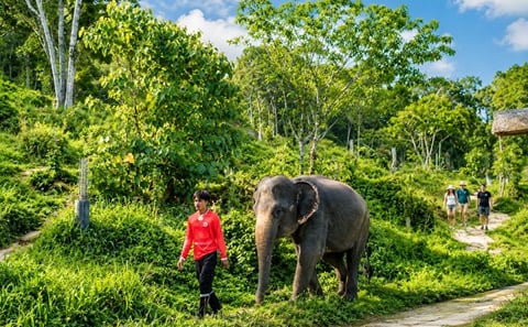 Phuket: Patong Hill Tribe Elephant Village Half Day Small-Group