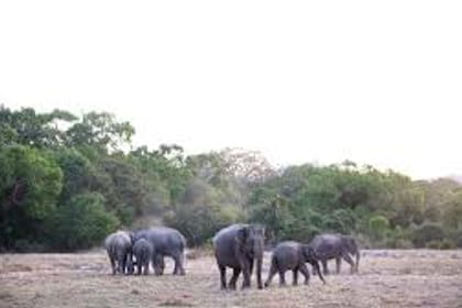 3 Days National Park Safari Trail