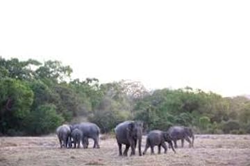 Three-Day Safari Adventure in Tissamaharama, Sri Lanka