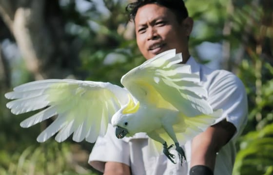Bali Bird Park Admission Ticket for Birdwatching Experience