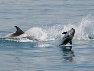 Classic Whale Watching from Dalvík, photo 12
