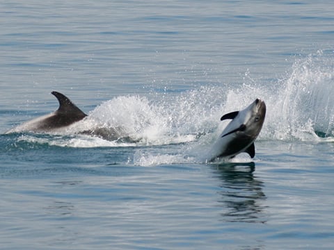 Classic Whale Watching from Dalvík, photo 12