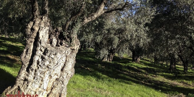 Delphi Ancient Olive Grove Biking photo 2
