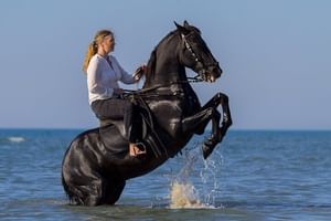 Horse Riding Tour Two Hours Sun & Sea With Transfer - Hurghada