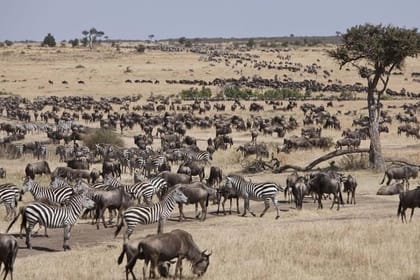 3-Day Private Jeep Safari Tour in Maasai Mara from Nairobi