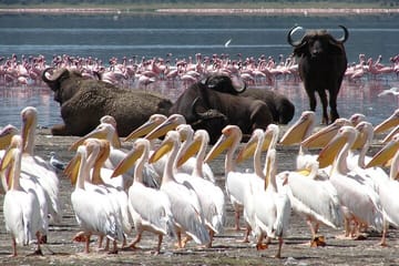 Lake Nakuru Day Trip from Nairobi