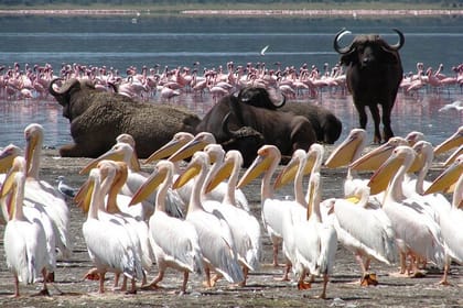 Lake Nakuru Day Trip from Nairobi