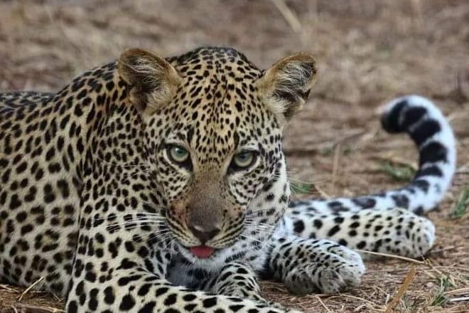 3-Day Tsavo West Train Tour from Mombasa 7