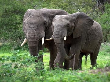 2-Day Private Safari Tour in Aberdares National Park, Kenya