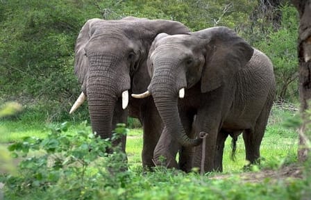 2-Day Private Safari Tour in Aberdares National Park, Kenya