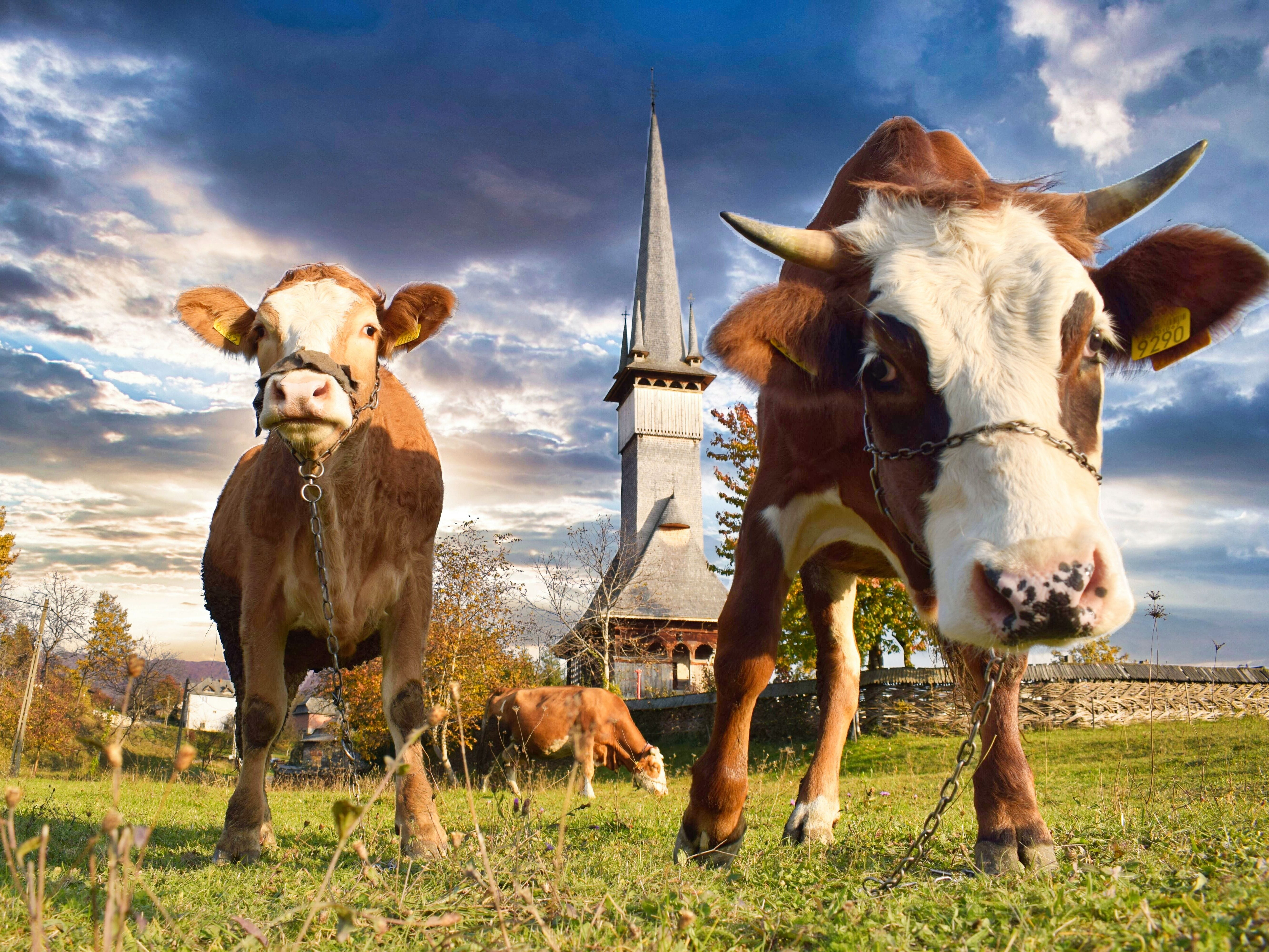 Explore More Maramures & Bucovina