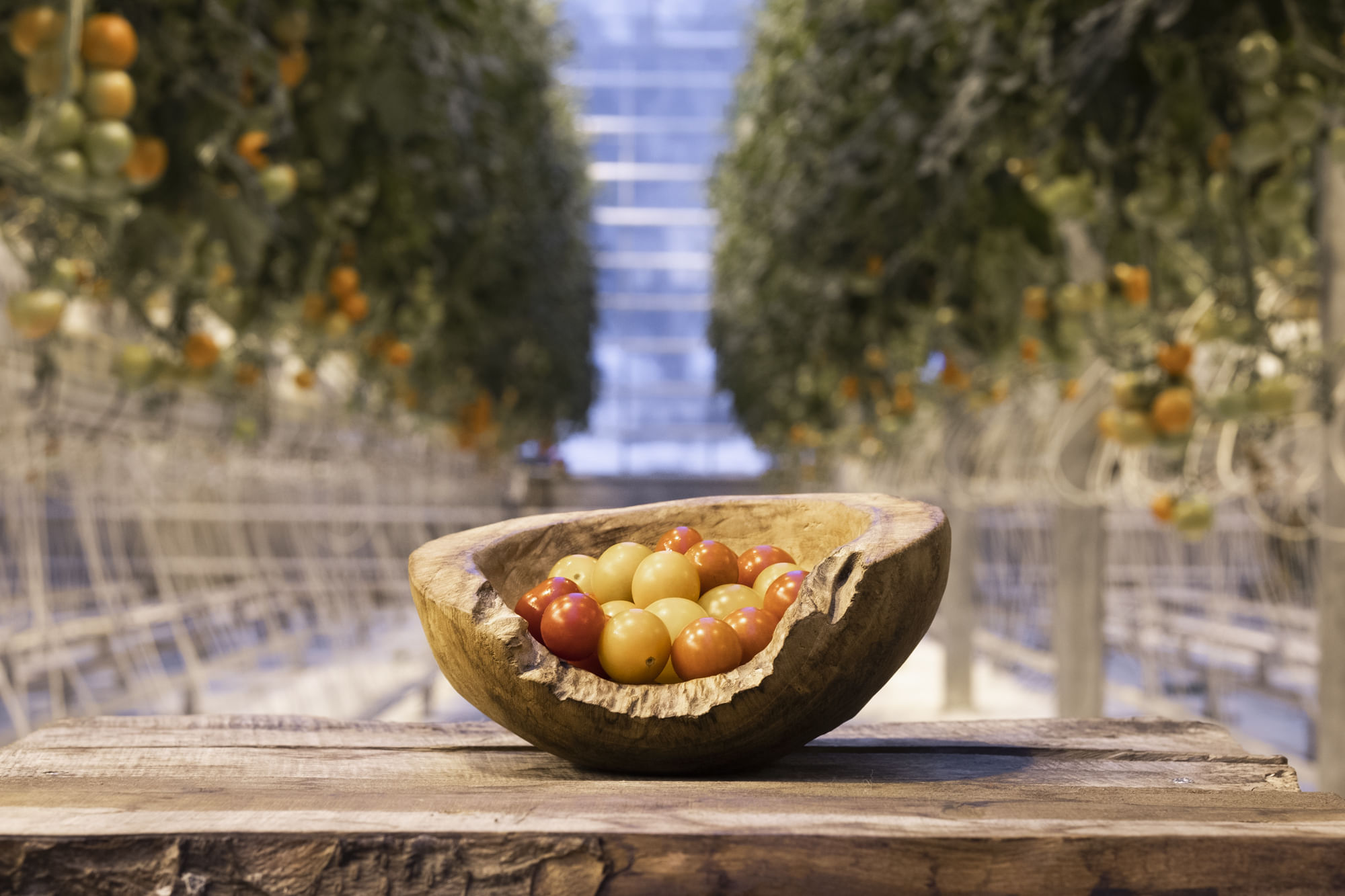 Tasting fresh tomatoes at Fridheimar Farm