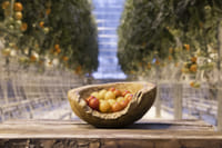 Tasting fresh tomatoes at Fridheimar Farm