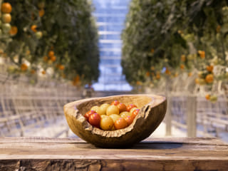 Tasting fresh tomatoes at Fridheimar Farm