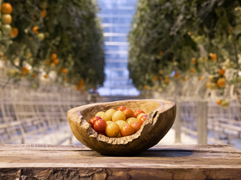 Tasting fresh tomatoes at Fridheimar Farm