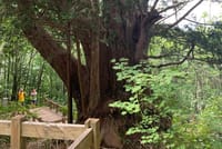 Scenic Hiking Tour Around Takayama City (3 Hours) 3