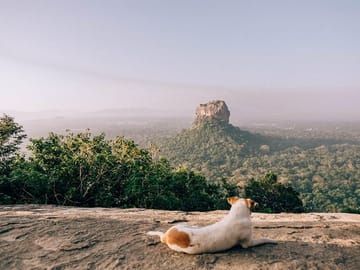 Pidurangala Rock Day Tour from Negombo to Sigiriya