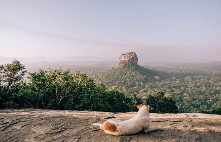 Pidurangala Rock Day Tour from Negombo to Sigiriya