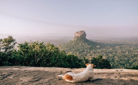 Pidurangala Rock Day Tour from Negombo to Sigiriya