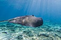 The Tulum Sea Turtle and Rays 1.5 Hours Snorkel Experience 3