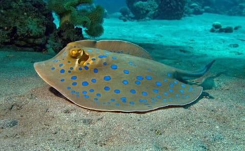 Semi Submarine Underwater Tour in Hurghada, Egypt