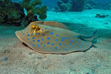 Semi Submarine Underwater Tour in Hurghada, Egypt