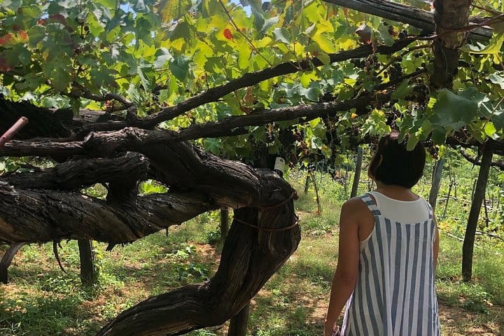 From Rome Wine Tasting in Tuscany 6