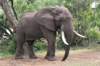 Chobe Full Day Safari