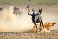 Kruger Park Highlights 5