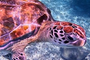 1.5 hours Snorkeling at Tulum's paradise reef