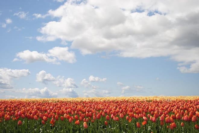 Private Half-Day Trip From Amsterdam to The Tulip Fields in Keukenhof photo 4