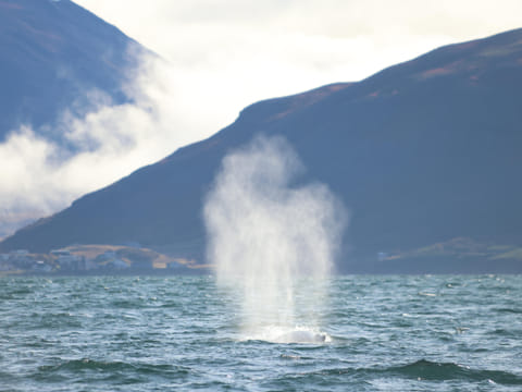 Akureyri Express Whales & Eyjafjord, photo 5