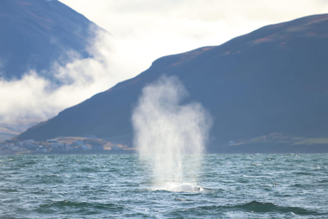 Akureyri Express Whales & Eyjafjord 5