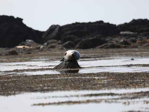 Seal