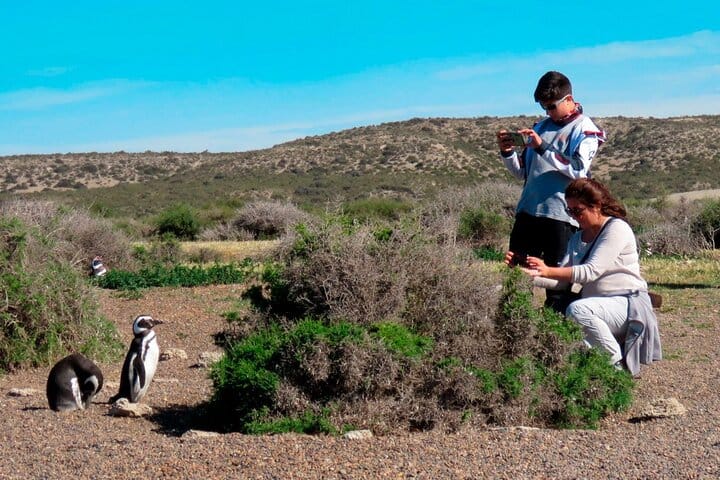 Estancia San Lorenzo: Home to the Largest Penguin Colony