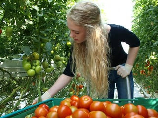 Collecting the tomatos