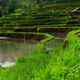Ubud Highlights Day Tour