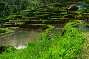 Ubud Highlights Private Day Tour