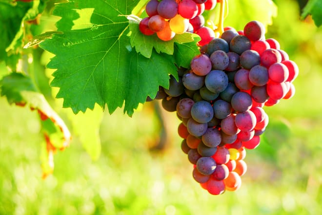 Provencal Market & Wine Tasting Private Tour from Nice 2