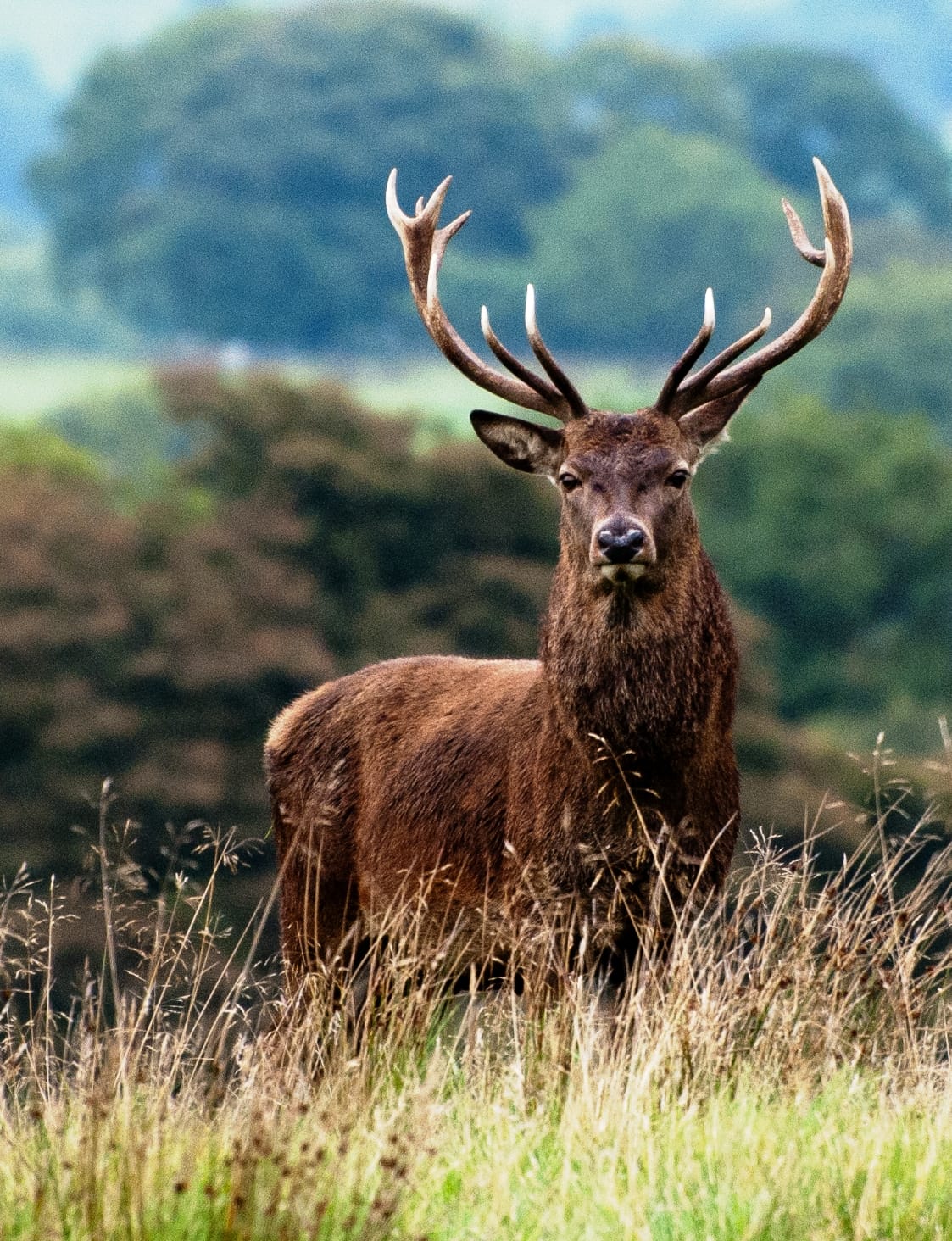 Wild Red deer viewing safari. Galway. Private guided. 3 hours.