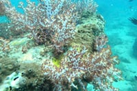 Phu Quoc Ocean Explorer and Fishing Trip 8