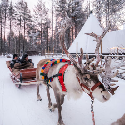 Sentiero del Bosco – Un’avventura in slitta con le renne di 800 metri nella Foresta di Babbo Natale, a Rovaniemi