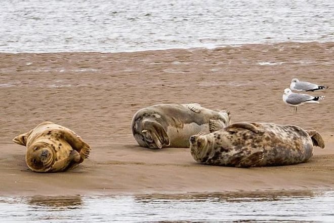 Loch Fleet Seals