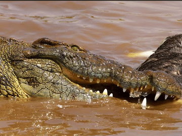 9-Day Great Migration & Crater Safari