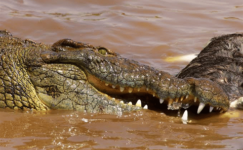 9-Day Great Migration & Crater Safari